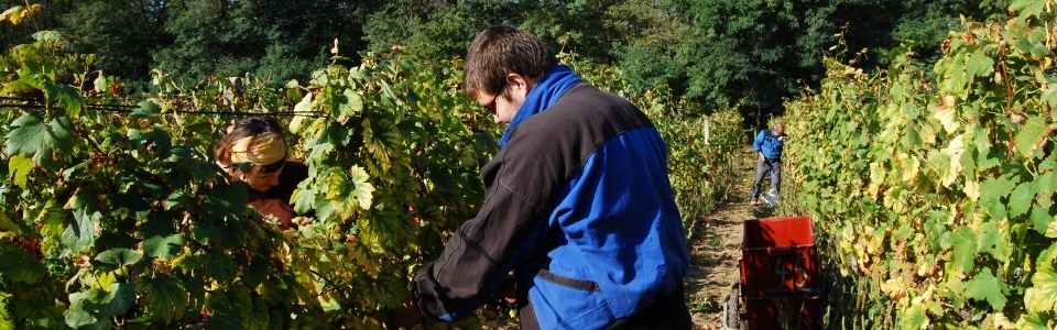 grape harvest in winery