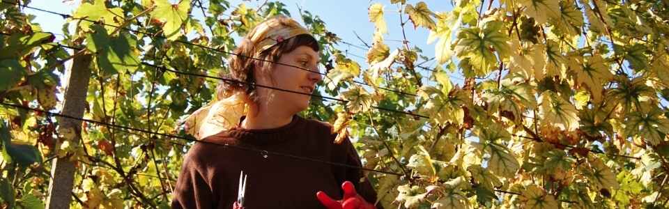 vine pickers